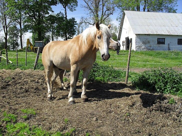 Haflinger Aros Aurel billede 14