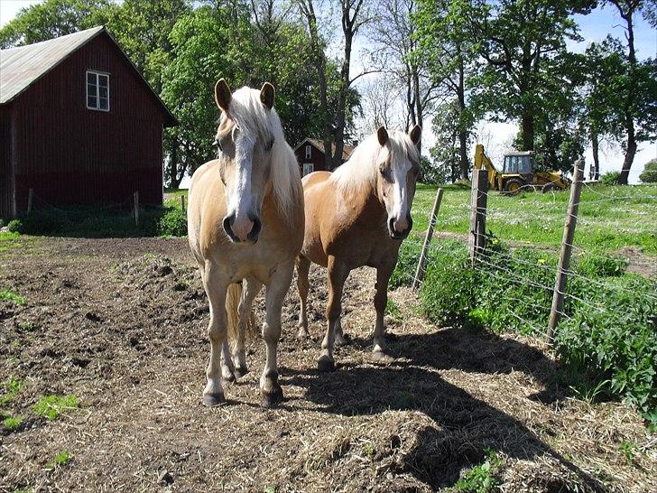 Haflinger Aros Aurel billede 15