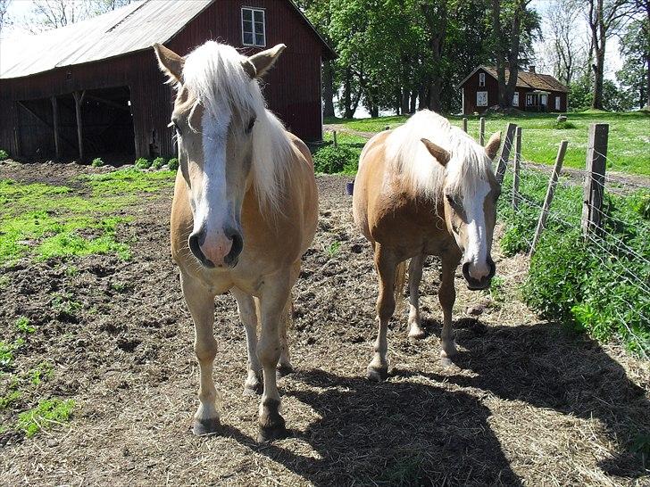 Haflinger Aros Aurel billede 16