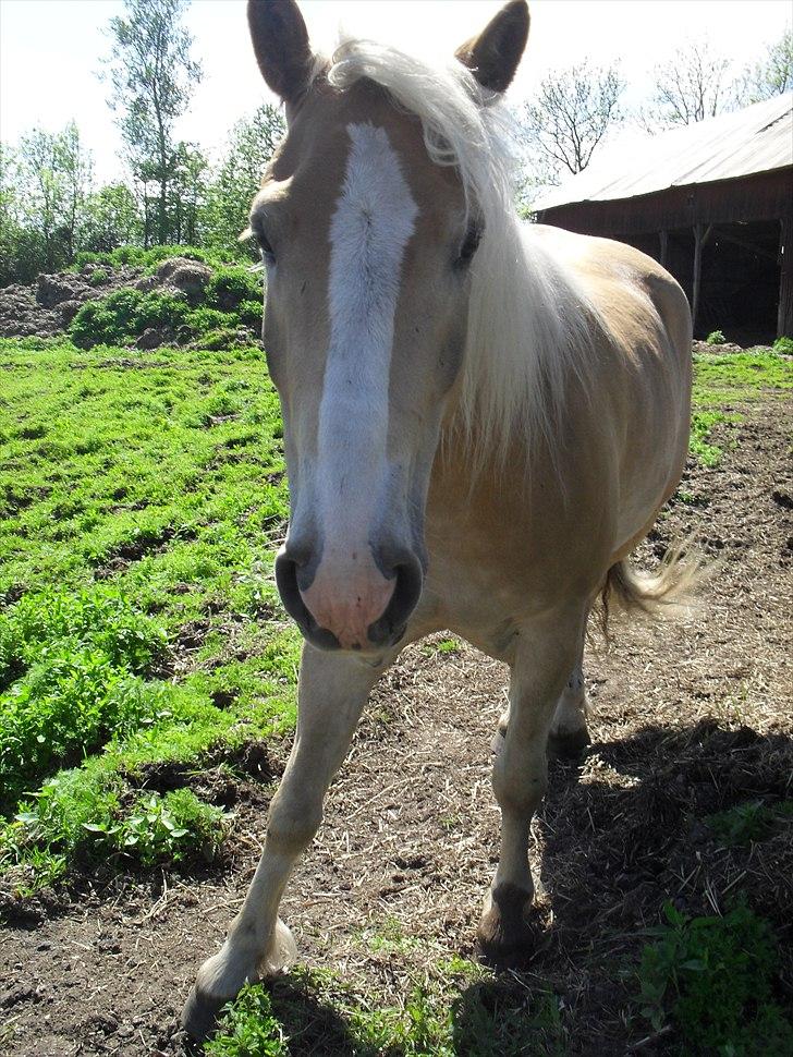 Haflinger Aros Aurel billede 17
