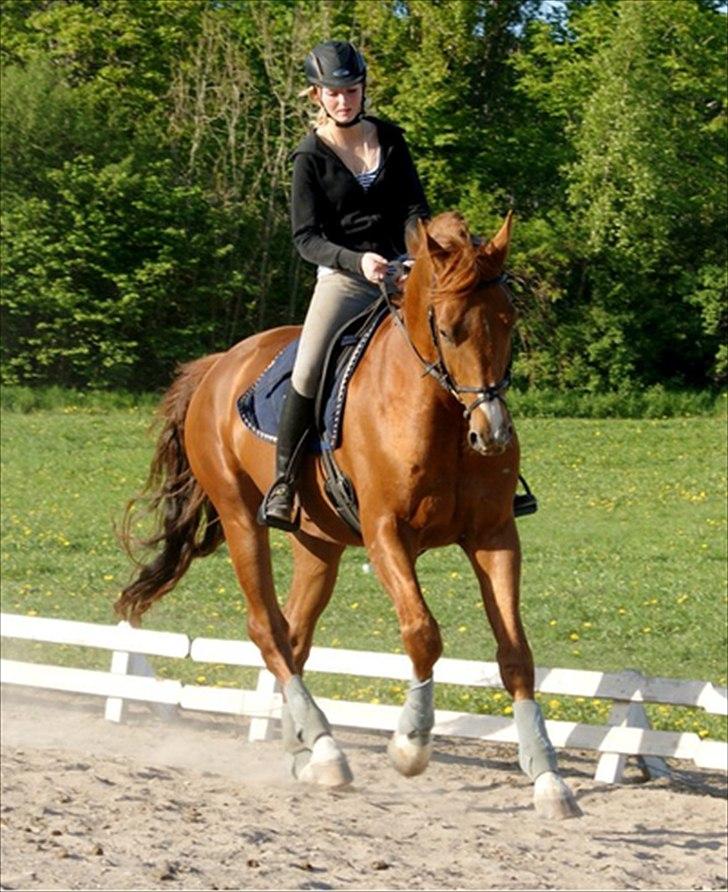 Oldenborg Kubriano langmose billede 8