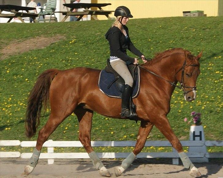 Oldenborg Kubriano langmose billede 12