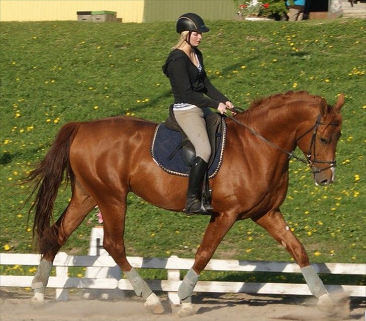 Oldenborg Kubriano langmose billede 14