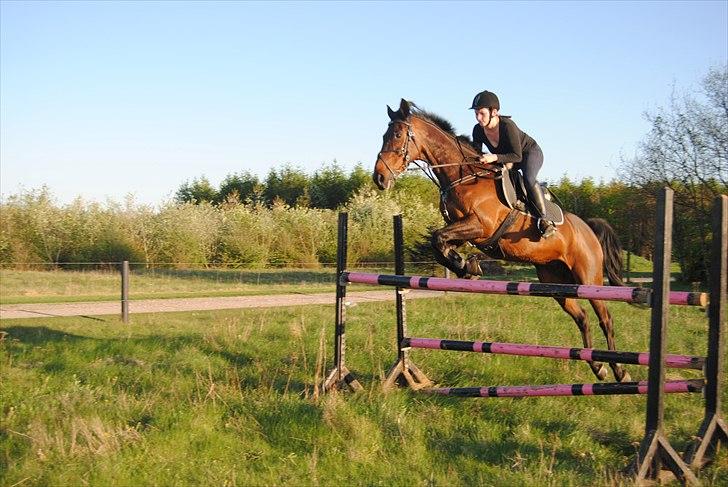 Anden særlig race Bastian *Stjernen*:-) - Træning d. 29/4-11 billede 18