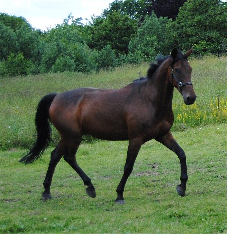 Anden særlig race Bastian *Stjernen*:-) - På sommergræs sommeren 2010 billede 20