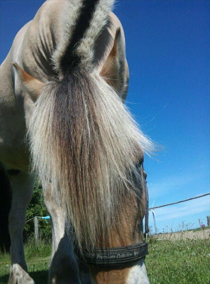 Fjordhest Gajol Møldrup - Sidste dag med Gaio <3
jeg elsker dig <3 billede 12