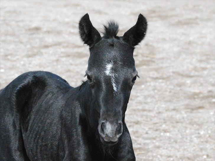 Welsh Partbred (Sec F) Slæggerups Smoothie - Dejligt udtryk. billede 6