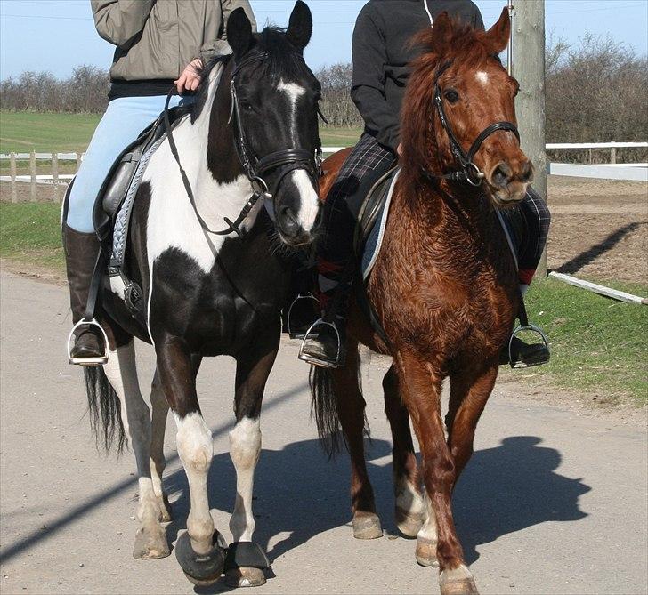 Pinto Hestbjerggårds Pinkas - 2. Pinkas&Scheick<3 Taget af: Mor :-D billede 9