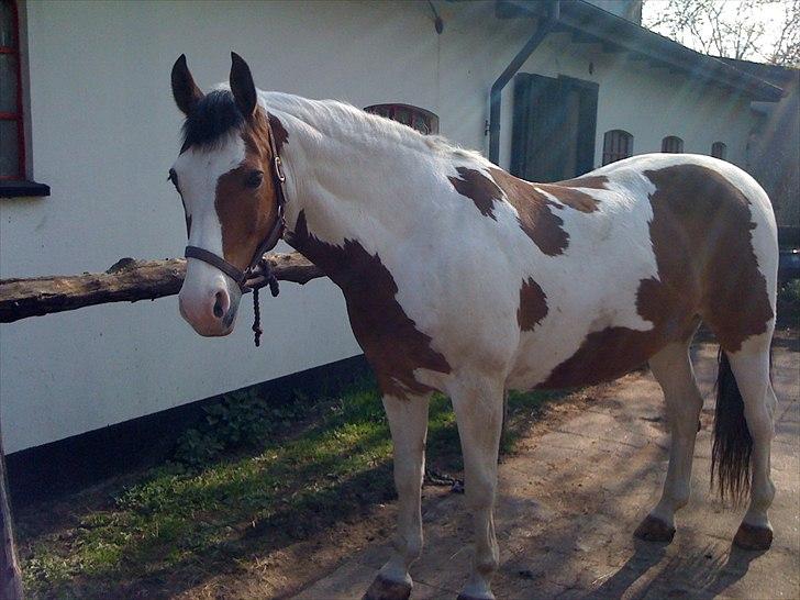 Anden særlig race Tarzan (Udlånshest) billede 7