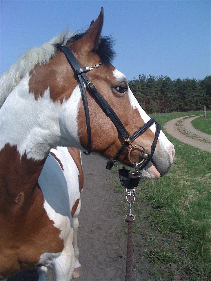 Anden særlig race Tarzan (Udlånshest) billede 2