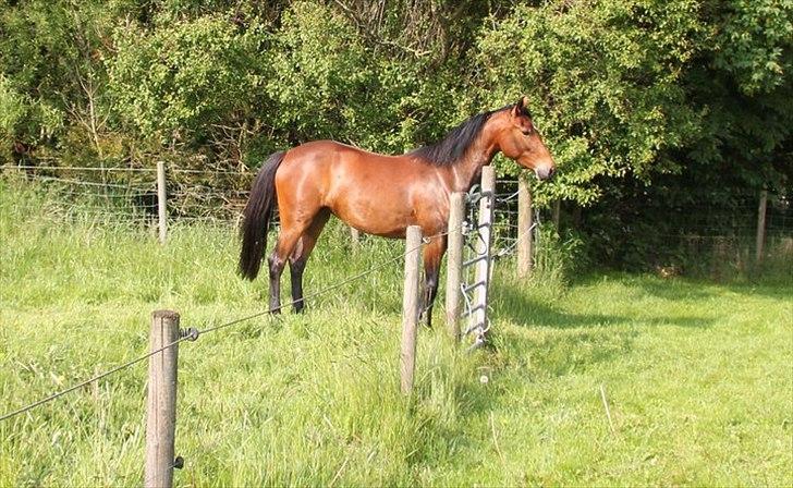 Pinto Lady Taupo (SOLGT) - taupo tredje dag hjemme hos os billede 12