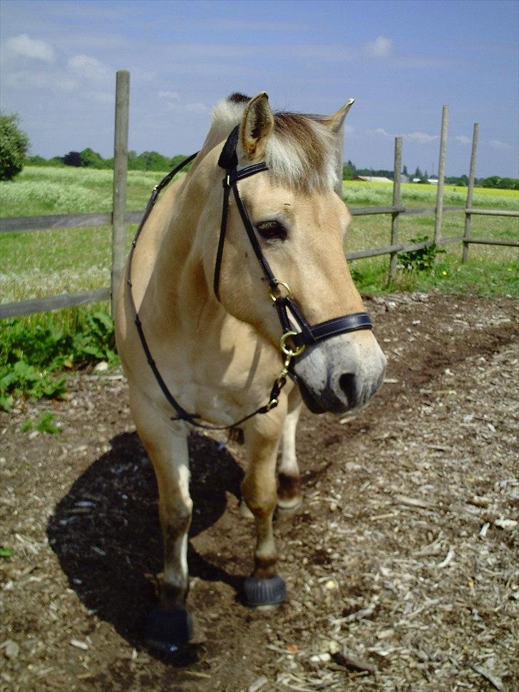 Fjordhest Rune Åby  - Billede: 1:D billede 1