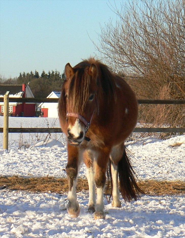 Anden særlig race Honey billede 3