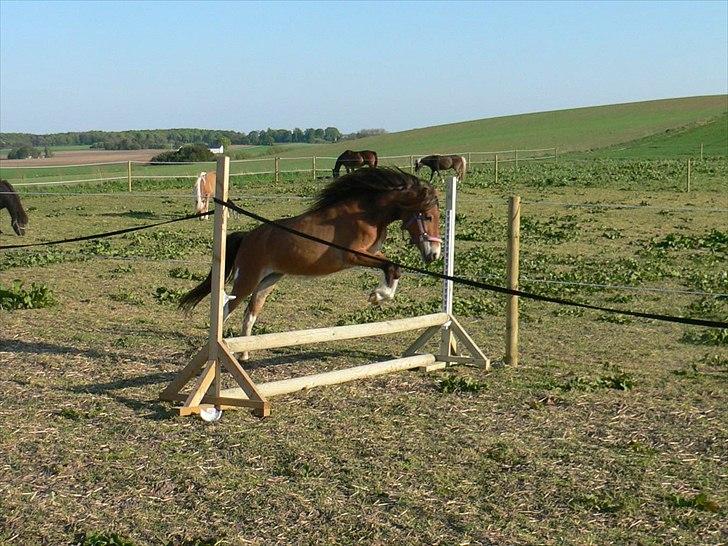 Anden særlig race Honey - Honey elsker at springe billede 4