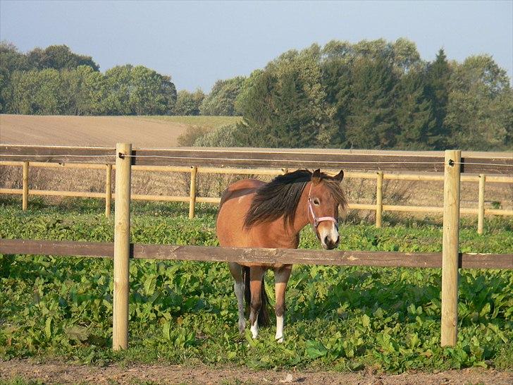 Anden særlig race Honey billede 5