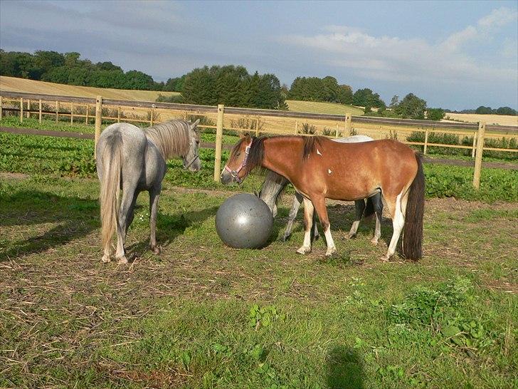 Anden særlig race Honey billede 6