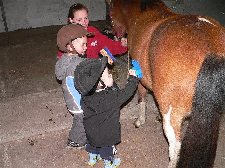 Anden særlig race Honey - Ungerne strigler hende billede 7