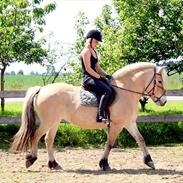 Fjordhest PH's Fanta