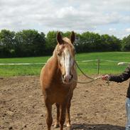 Knabstrupper Dyrehavens Surprise