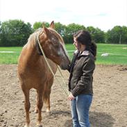 Knabstrupper Dyrehavens Surprise