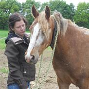 Knabstrupper Dyrehavens Surprise