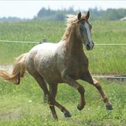 Knabstrupper Dyrehavens Surprise