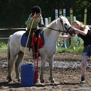 Welsh Mountain (sec A) Skipper