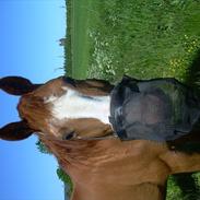 Dansk Varmblod vestergårdens amanda