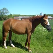 Dansk Varmblod vestergårdens amanda
