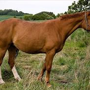 Dansk Varmblod vestergårdens amanda