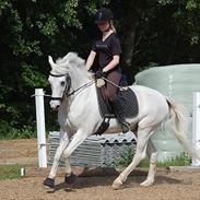 Anden særlig race Skyttegårdens Theodor 
