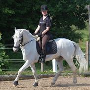 Anden særlig race Skyttegårdens Theodor 