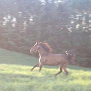 Traver No Money No Honey