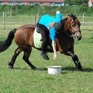 Koldblodstraver Backa Tessa <3 *Soulmate