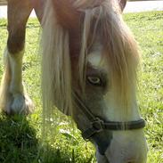 Irish Cob Pop-Eye van Erpekom