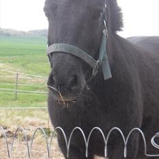 Anden særlig race Sorte