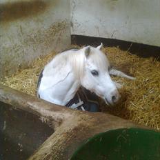 Welsh Mountain (sec A) Belisa<3 (R.I.P)