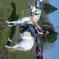 Welsh Mountain (sec A) Belisa<3 (R.I.P)