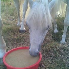 Welsh Mountain (sec A) Belisa<3 (R.I.P)