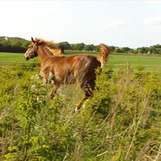 Knabstrupper Golden Nemo himmel hest 