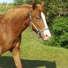Knabstrupper Golden Nemo himmel hest 