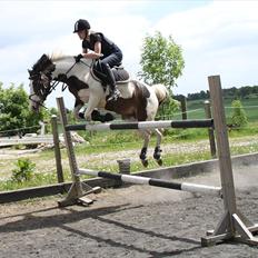 Anden særlig race Rain Solei - B-pony