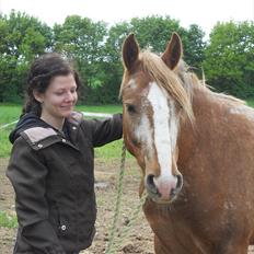 Knabstrupper Dyrehavens Surprise