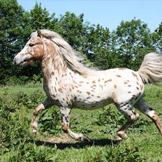 Anden særlig race Indian Macao