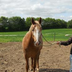 Knabstrupper Dyrehavens Surprise