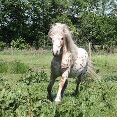 Anden særlig race Indian Macao