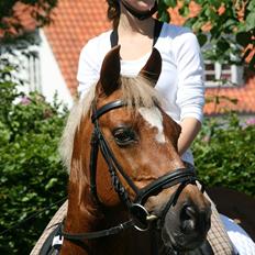 Tysk Sportspony Bukéfalos