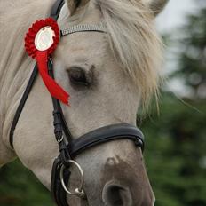 Fjordhest Glibings Hulder 