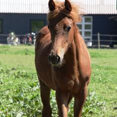 Anden særlig race Whisfull Thinking SOLGT