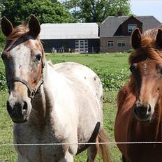 Anden særlig race Whisfull Thinking SOLGT
